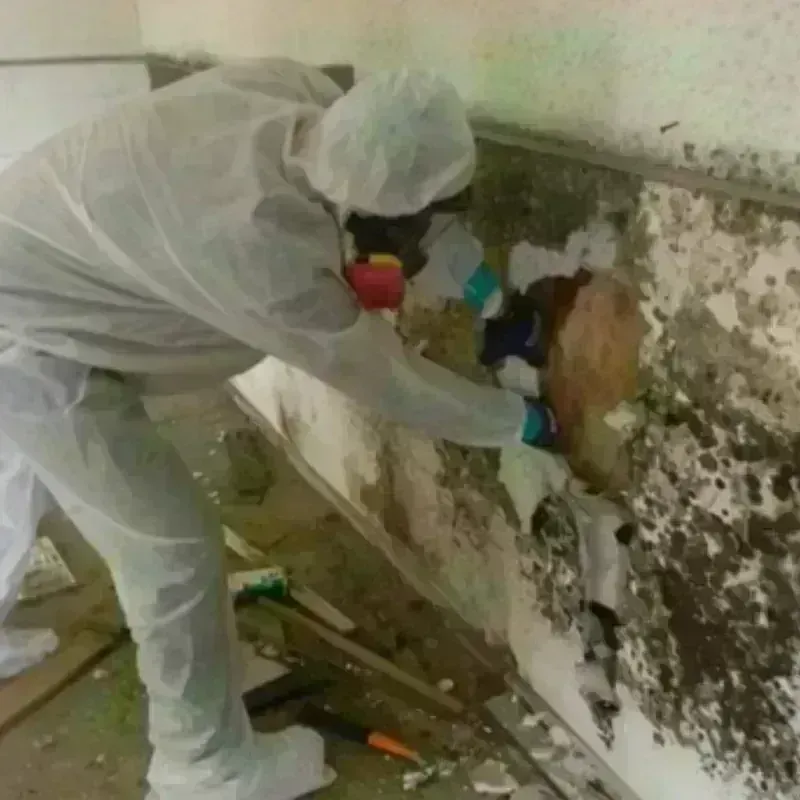 Mold Remediation and Removal in Bushyhead, OK